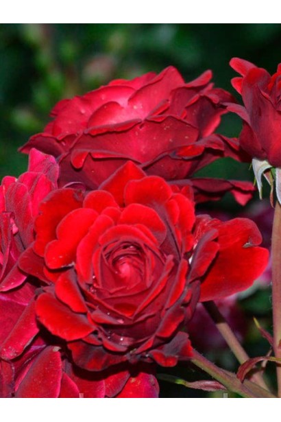 Троянда Ред Вельвет - темно-червоні махрові бутони